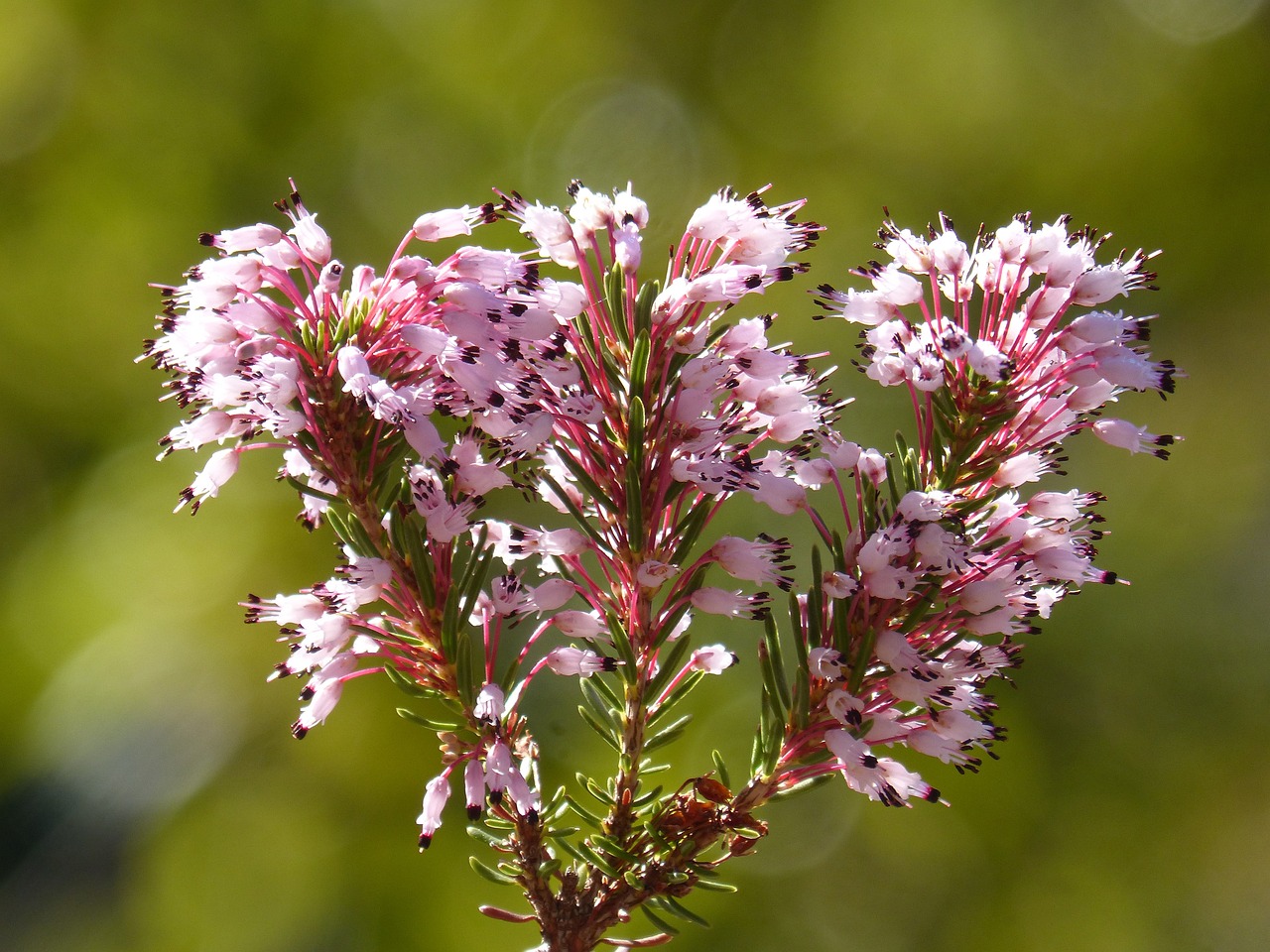 ¿Cuál es la flor Erica?