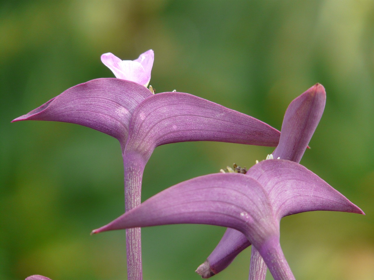 ¿Dónde poner la Tradescantia?