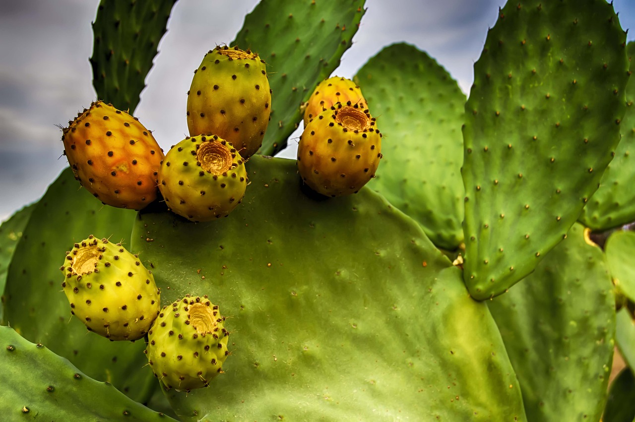 ¿Qué beneficios tienen los chumbos?
