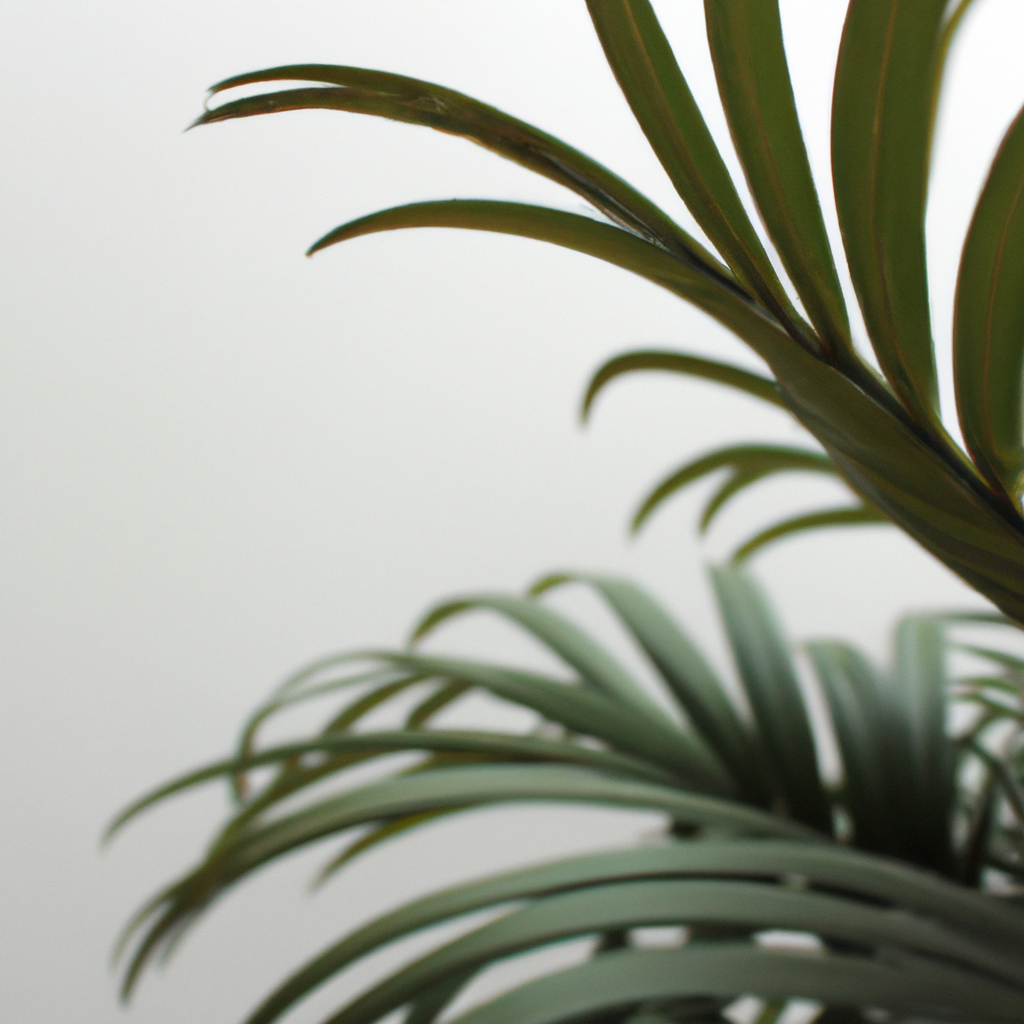 ¿Cómo cuidar palmera drácena?