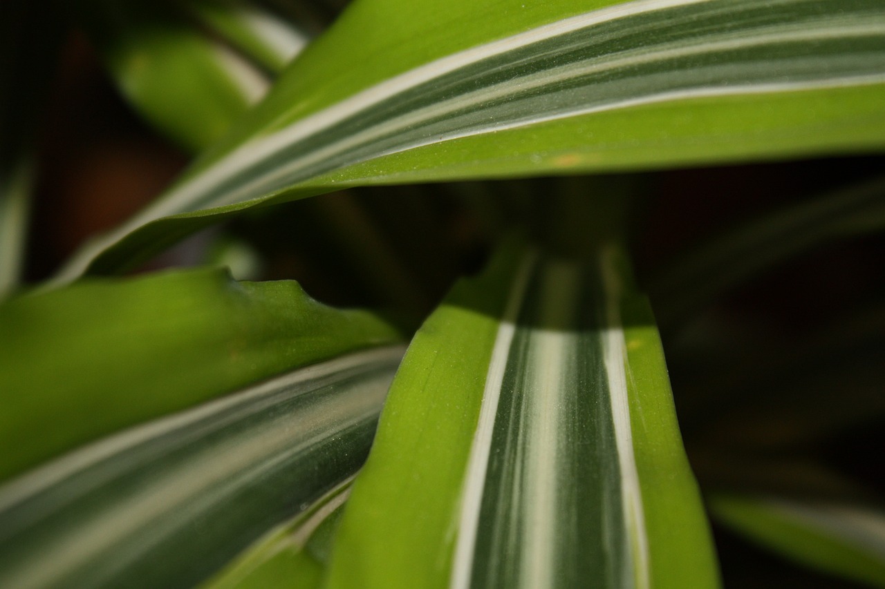 ¿Cómo cuidar una planta Massangeana?