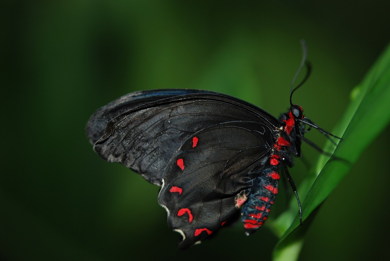 ¿Cómo se llama el proceso de cambio de oruga a mariposa?