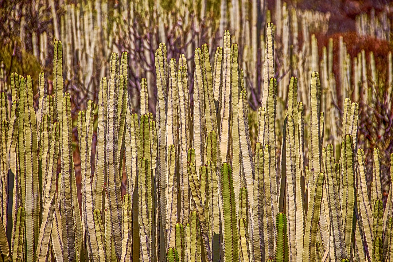 ¿Cómo se llama las hojas de los cactus?