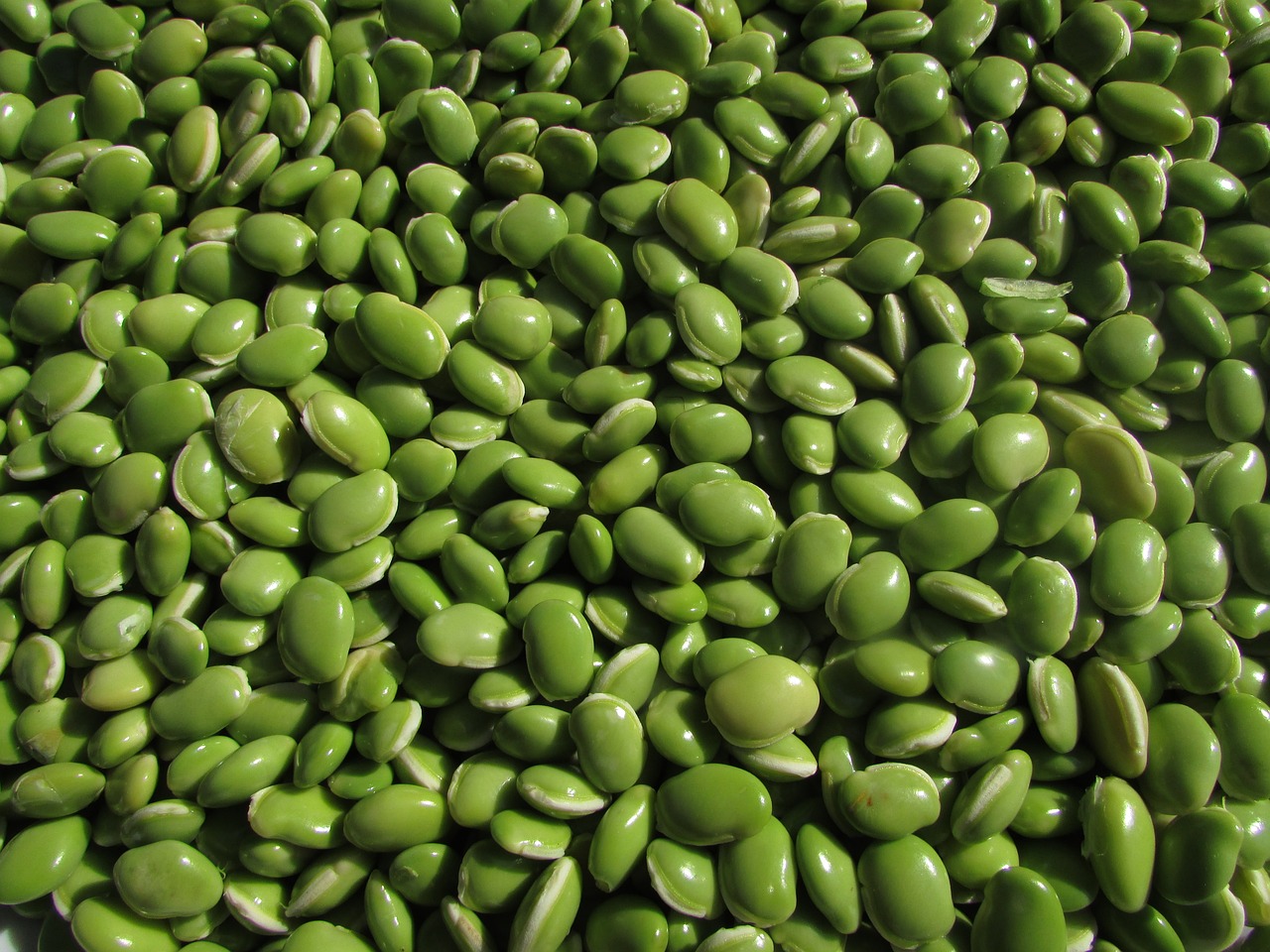 ¿Cuánto dura el cultivo del guisante?