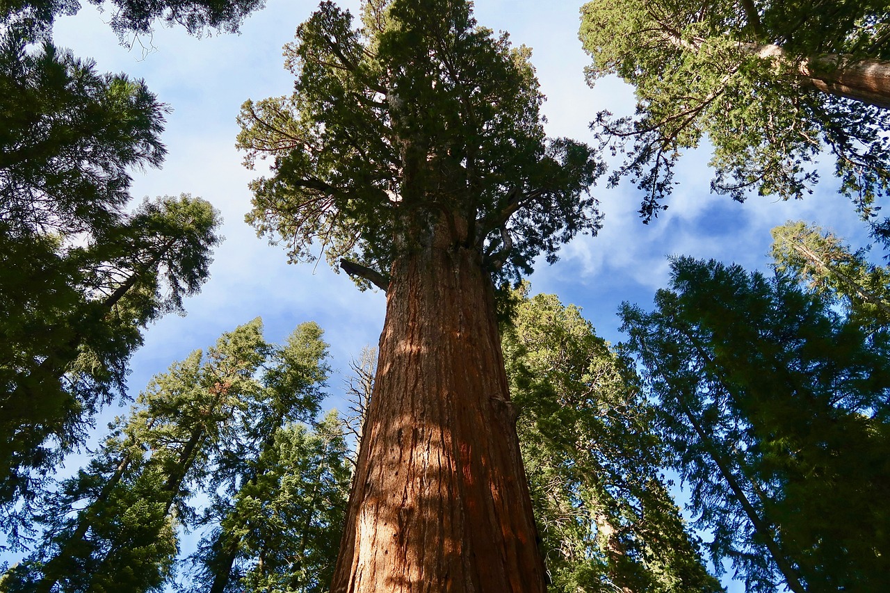 ¿Cuánto mide una sequoia gigante?