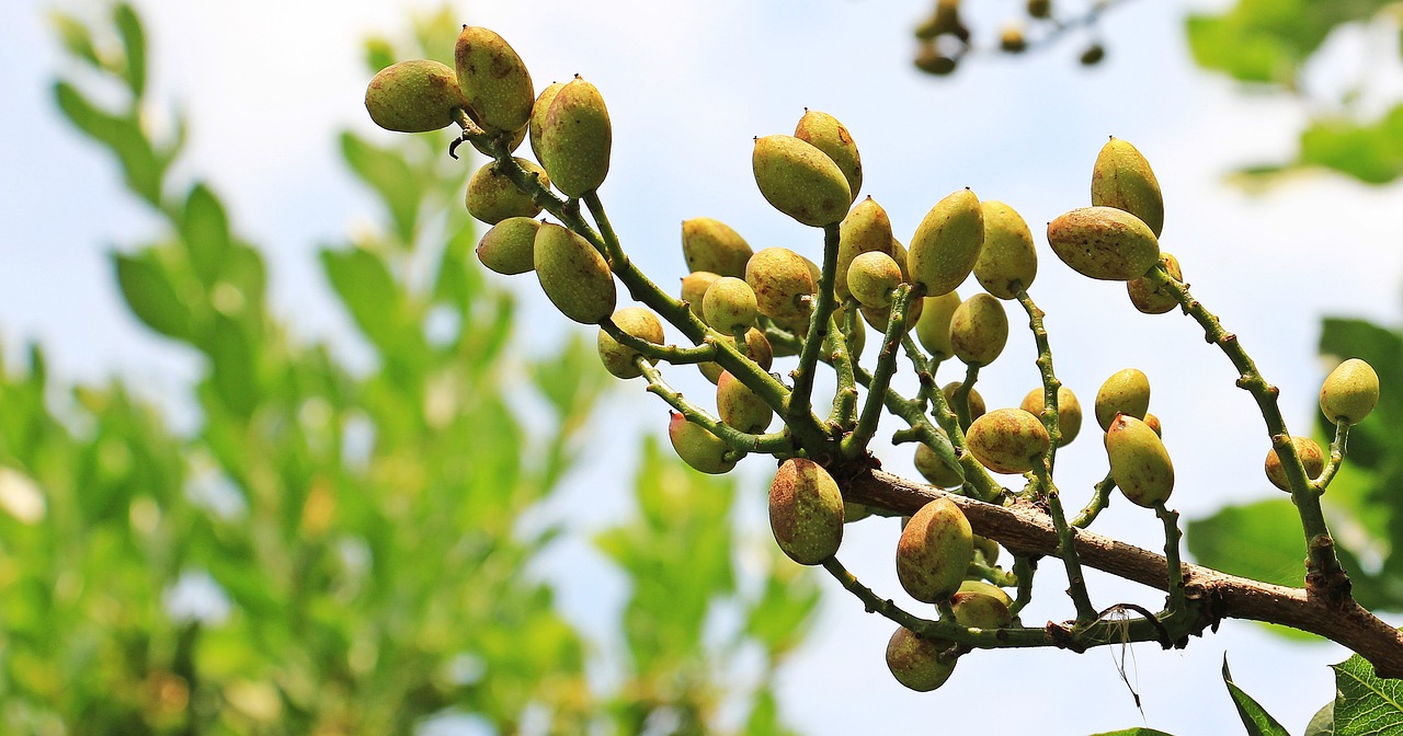 ¿Dónde crece el árbol de pistacho?