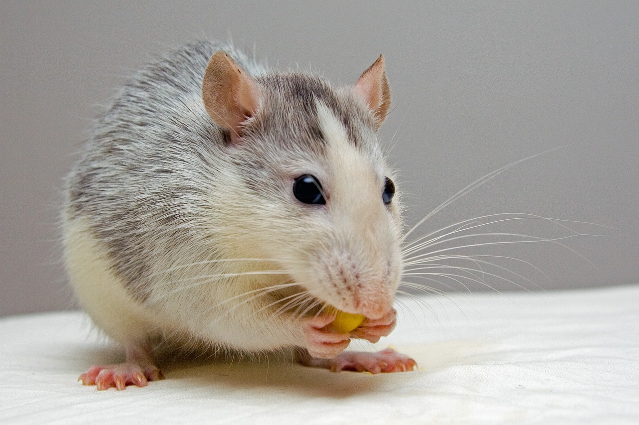 ¿Dónde se esconden las ratas en el día?