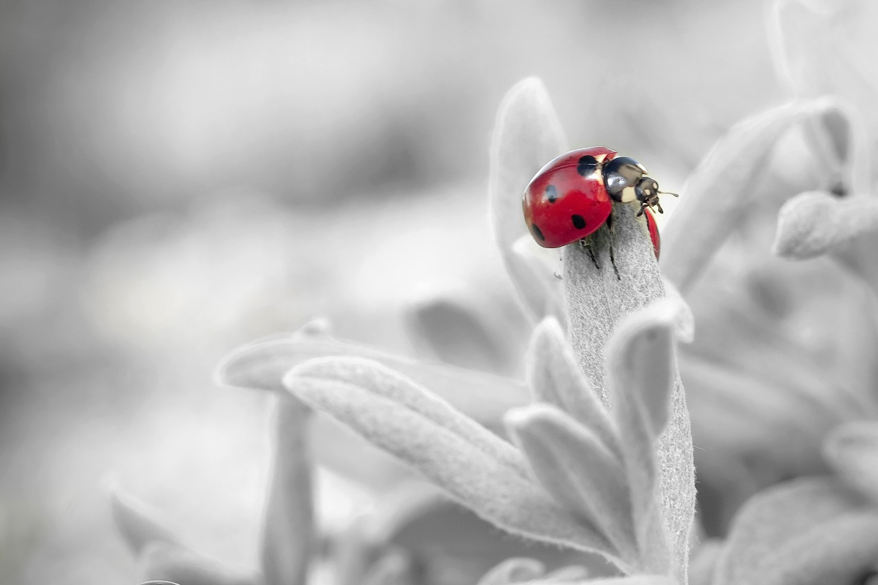 ¿Dónde vive la mariquitas?