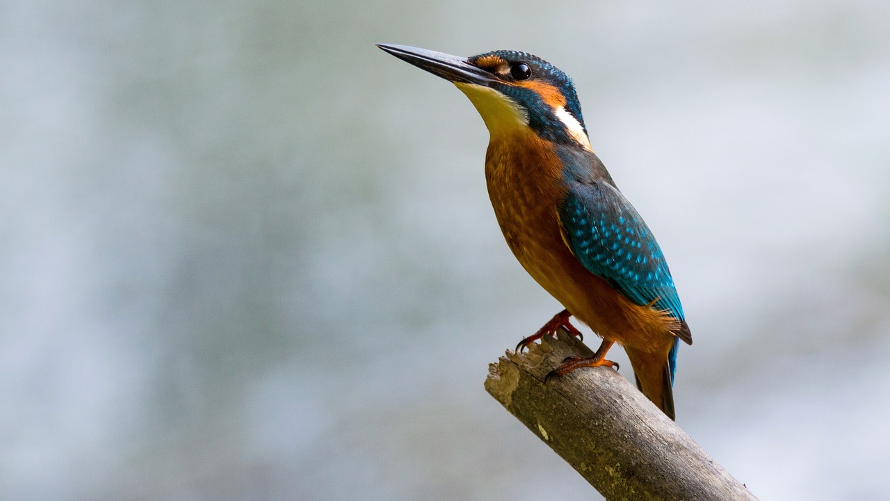 ¿Qué pájaro es un diamante?
