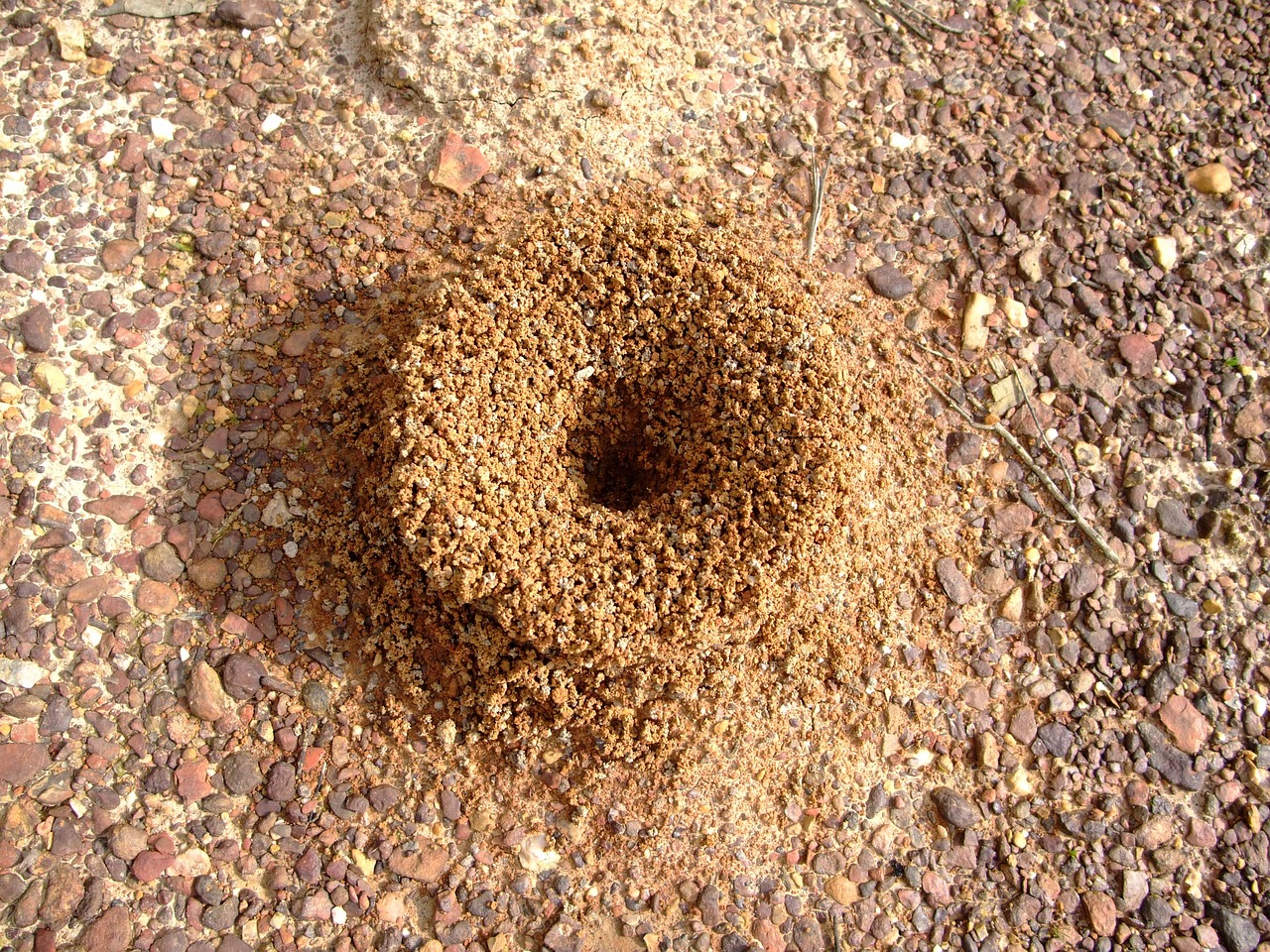 ¿Cómo se aplica el insecticida imidacloprid?