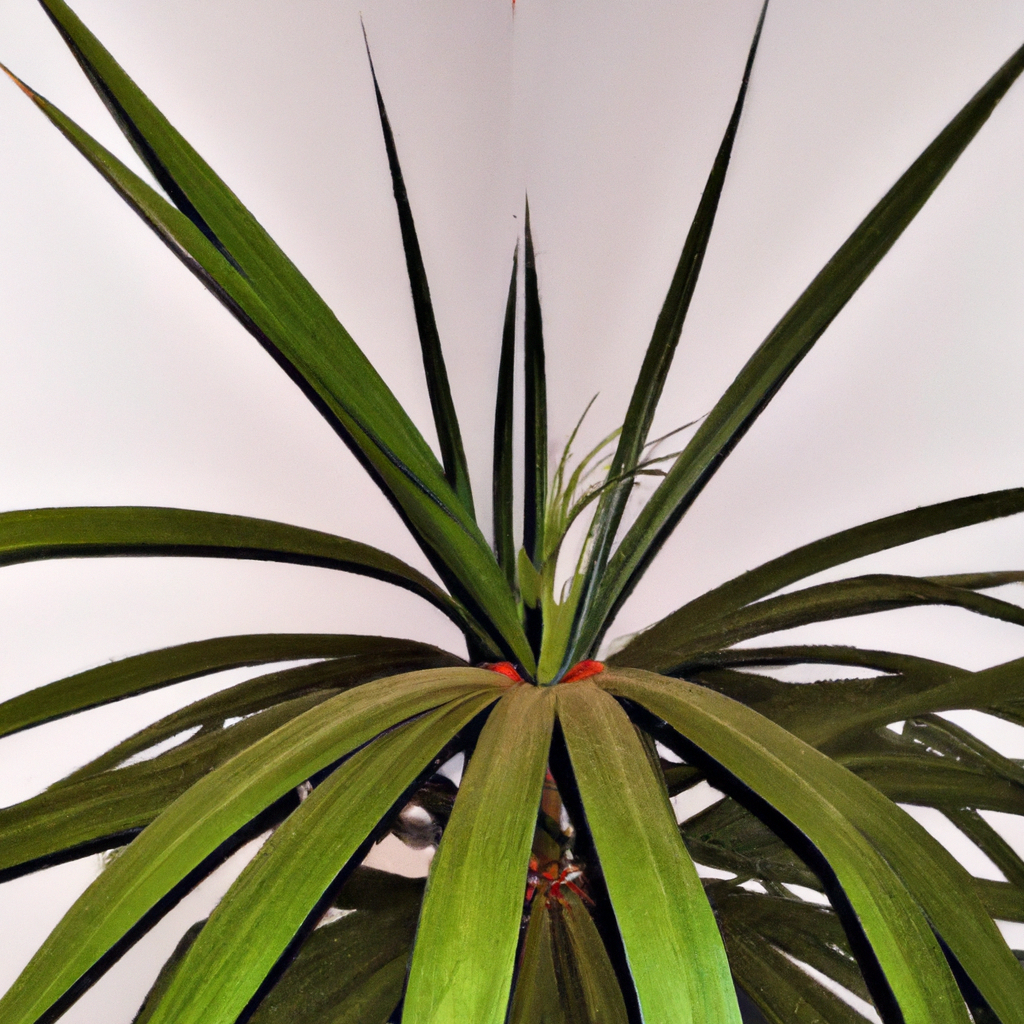 ¿Cómo se cuida la planta Dracaena marginata?