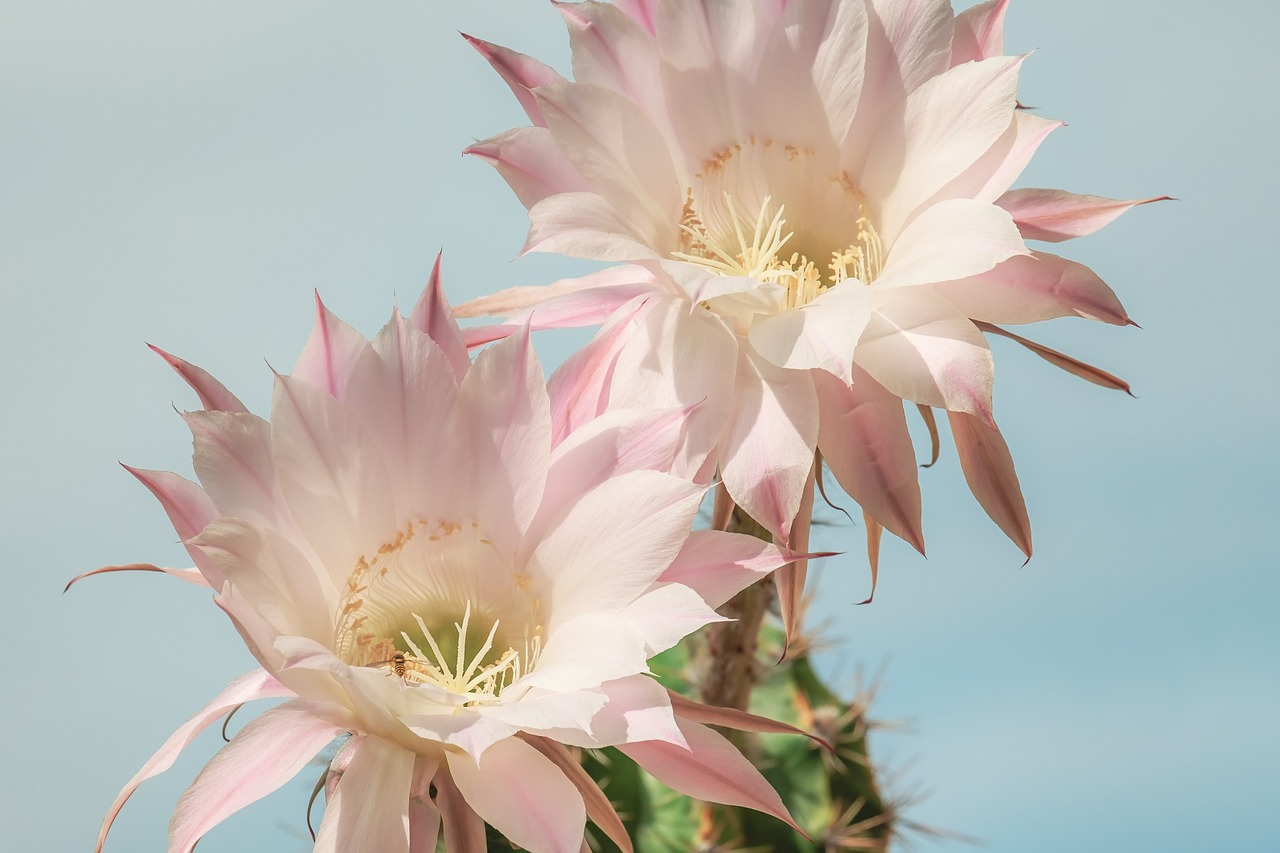 ¿Cómo se ve un cactus con hongos?