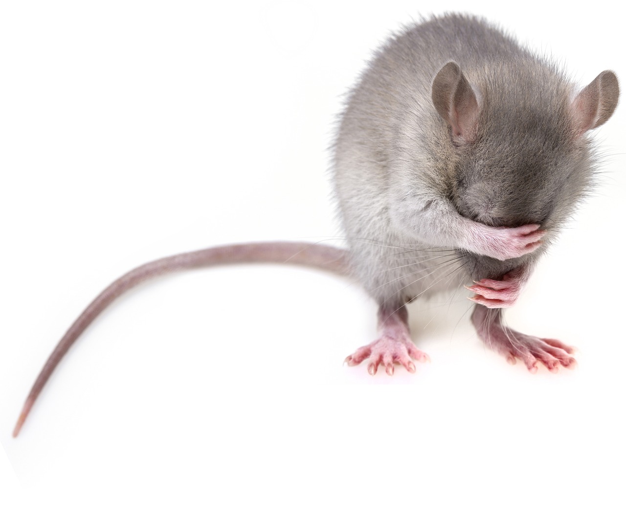 ¿Qué comen las ratas?