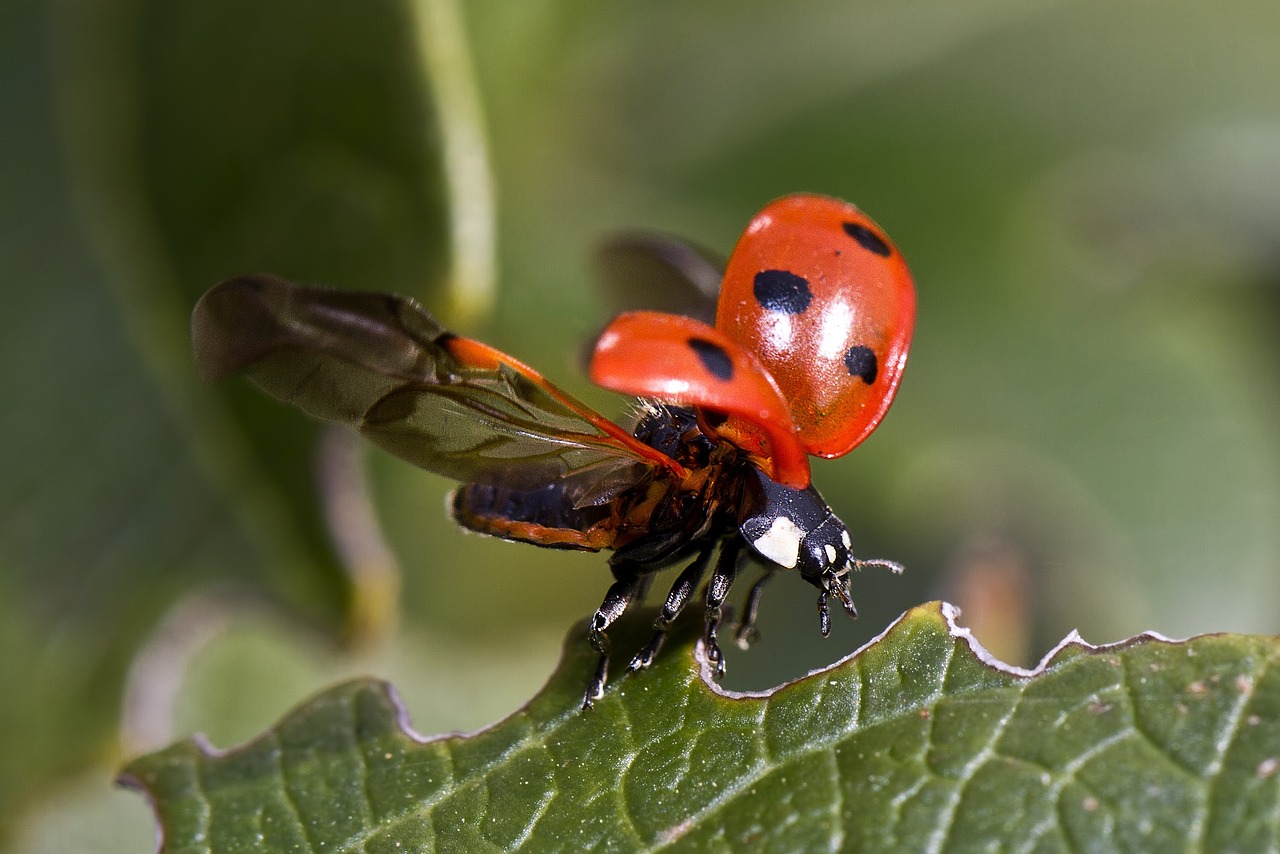 ¿Qué es un insecto llamado chicharra?