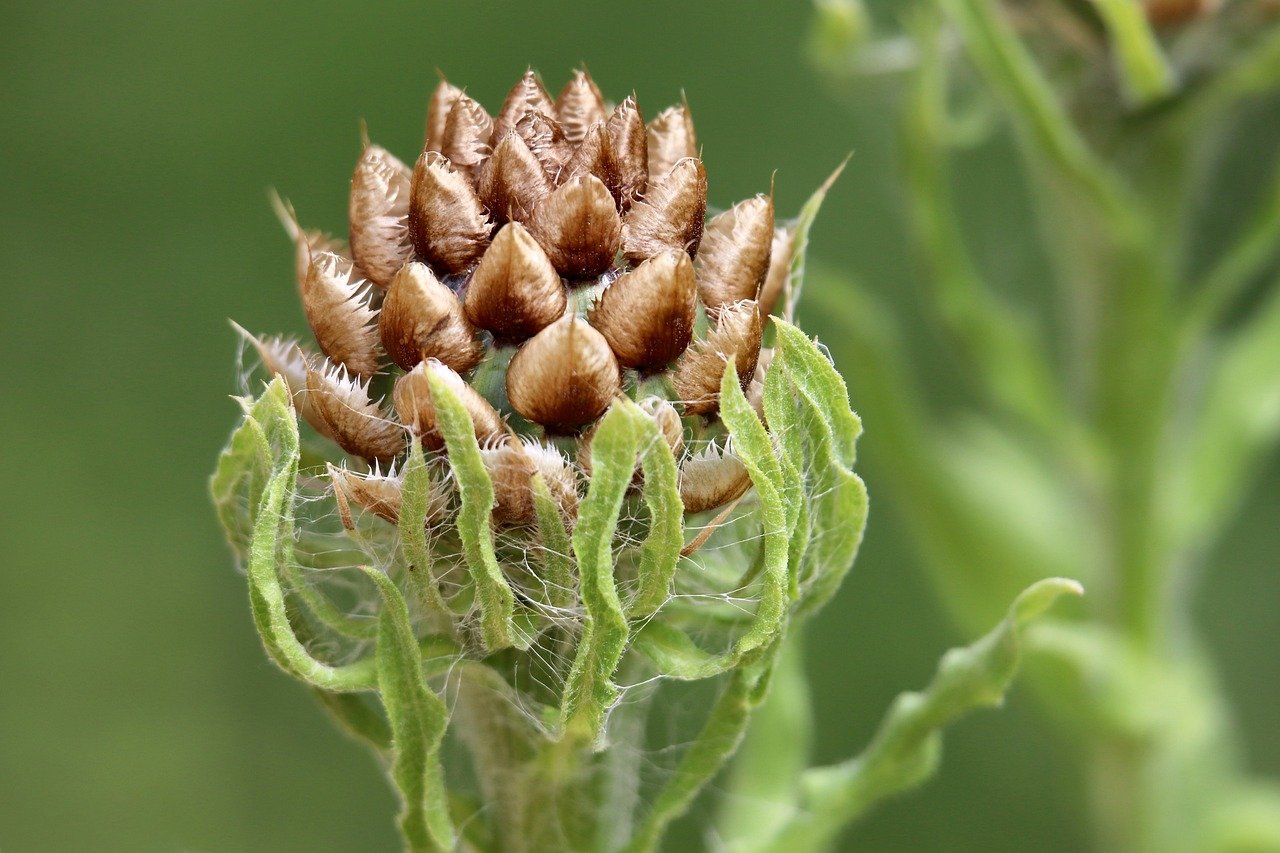 ¿Qué significa la flor Centaurea?