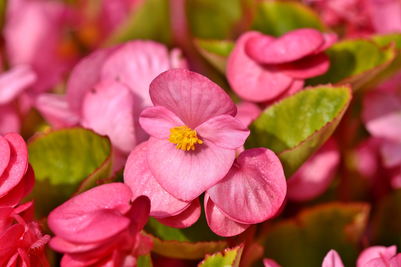 ¿Cómo cuidar la begonia en maceta?