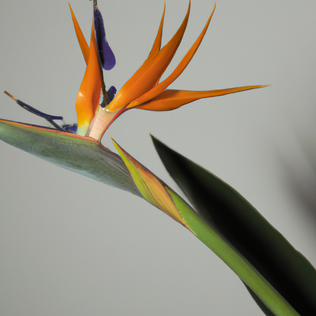 ¿Cómo cuidar la flor ave del paraíso?