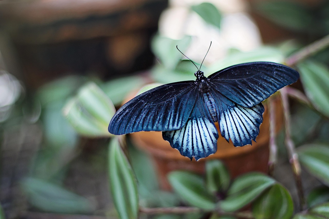 ¿Cómo cuidar una mariposa en casa?