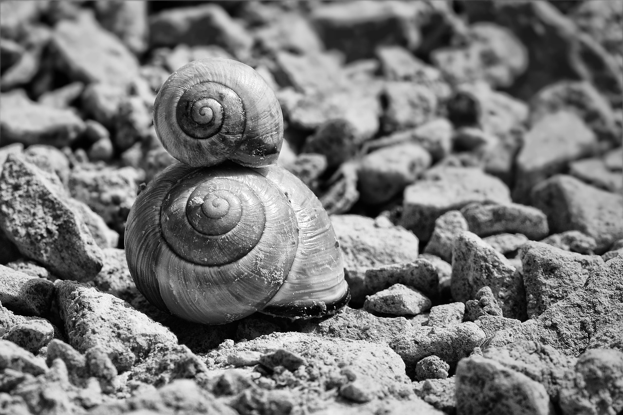 ¿Cómo eliminar la plaga de caracoles en las plantas?
