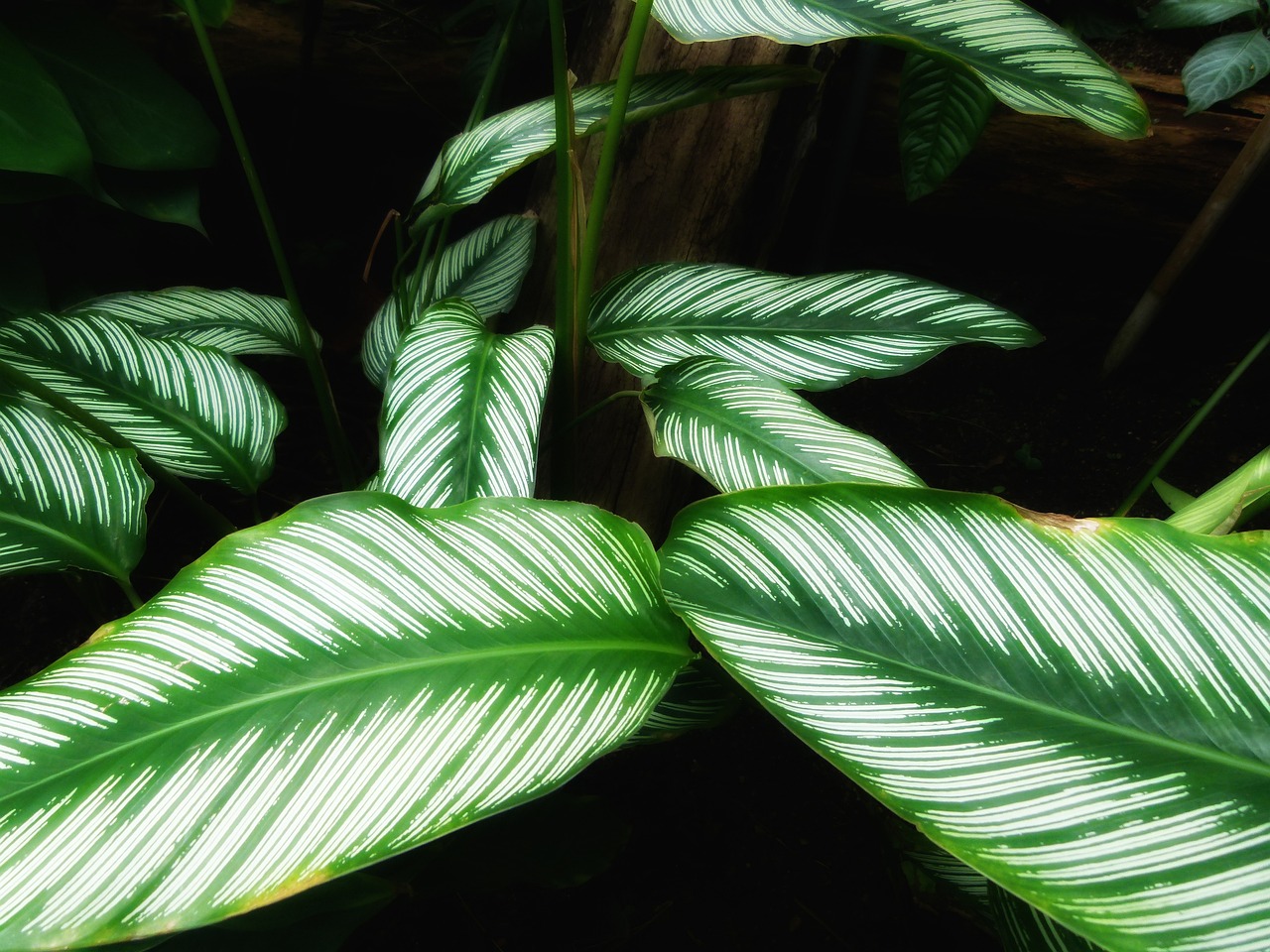 ¿Cómo enraizar calathea?