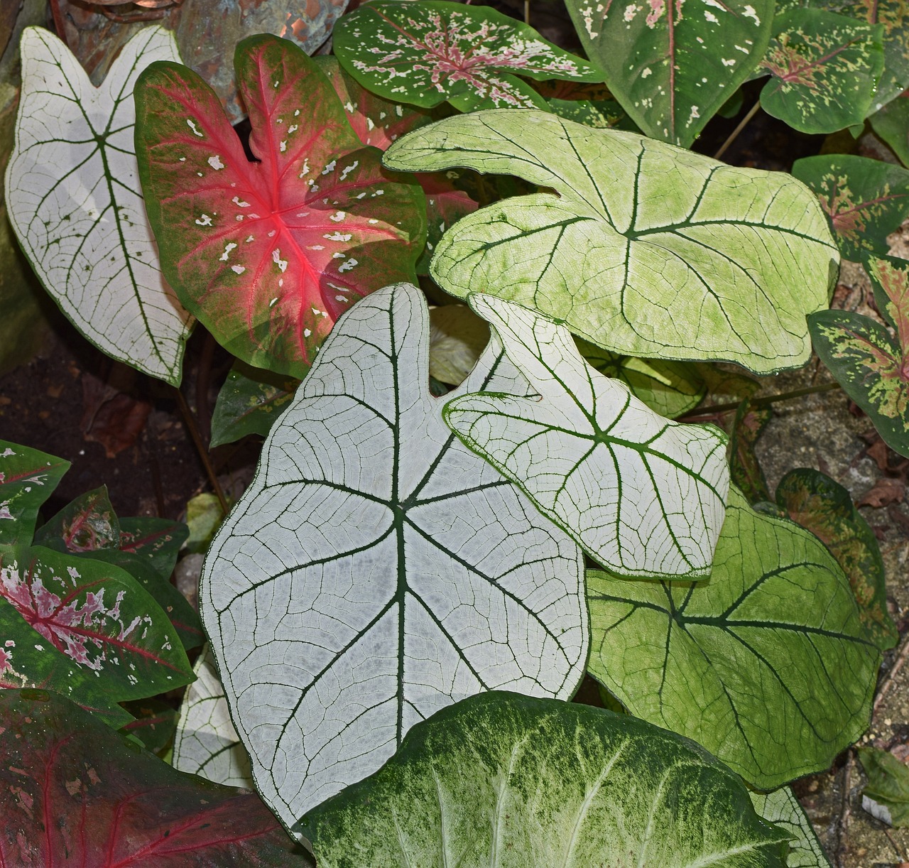 ¿Cómo se cuida la planta Caladium?