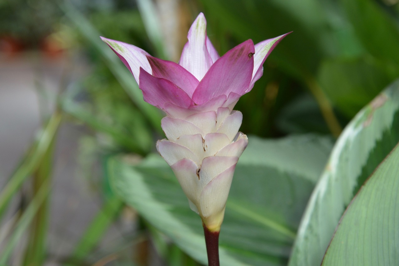 ¿Cómo se cuida la planta calathea?