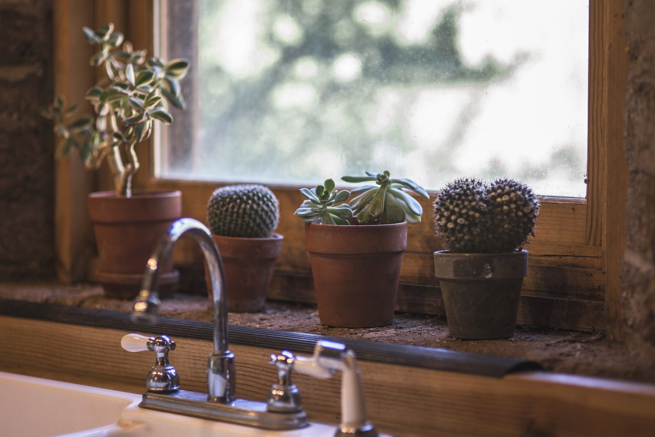 ¿Cómo se llama el cactus que tiene flor?