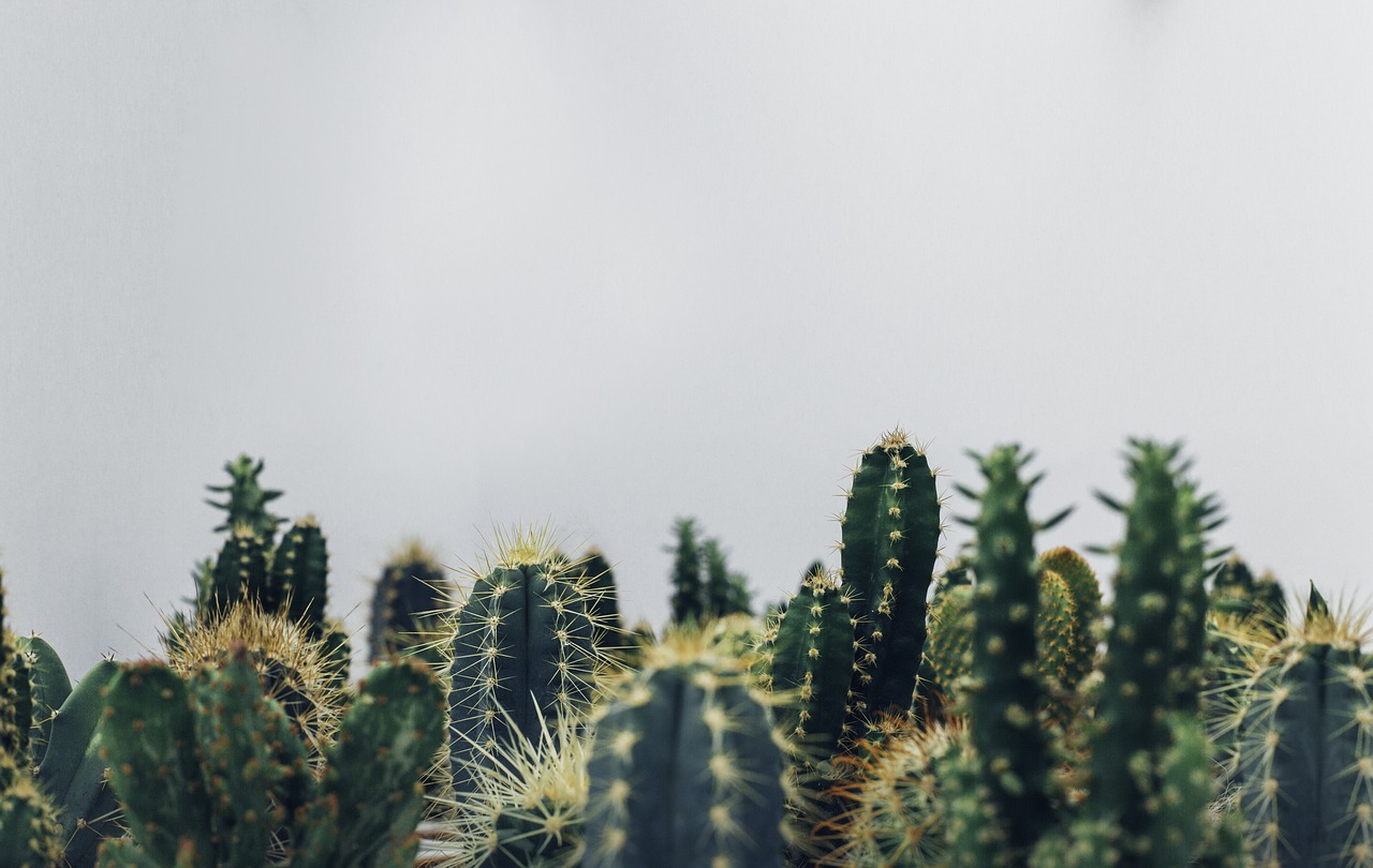 ¿Cómo se llama la planta parecida al cactus?