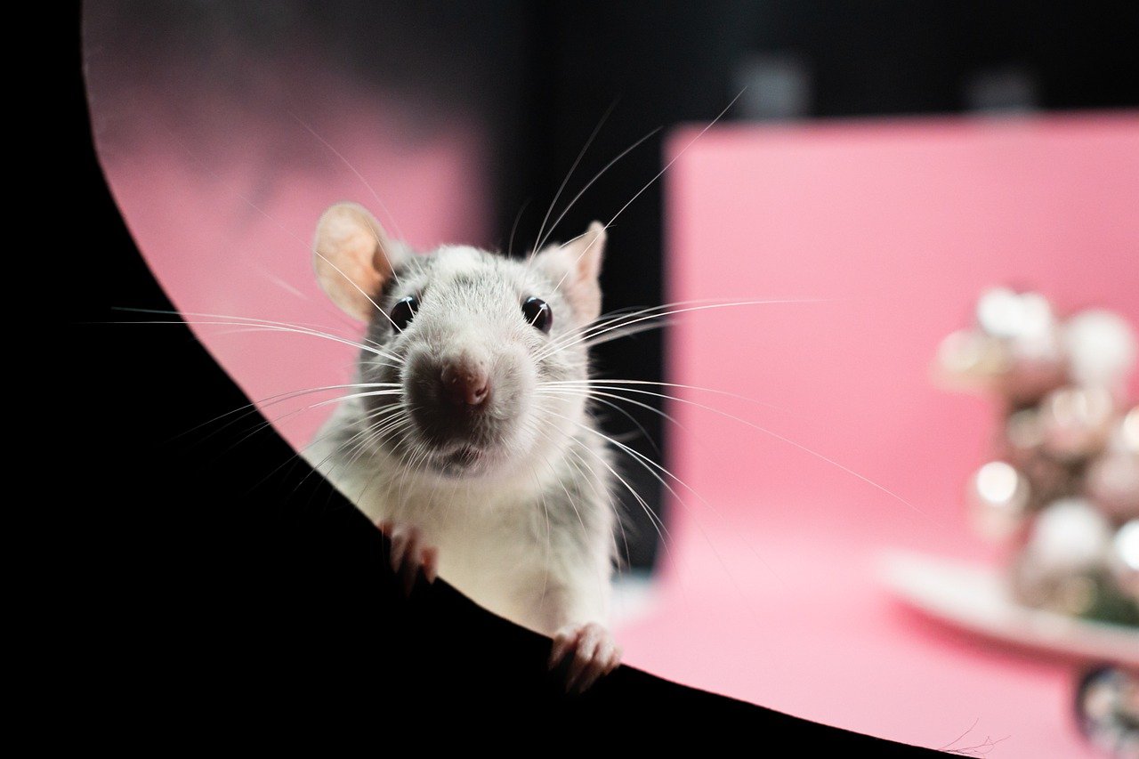 ¿Qué comida les atrae más a las ratas?