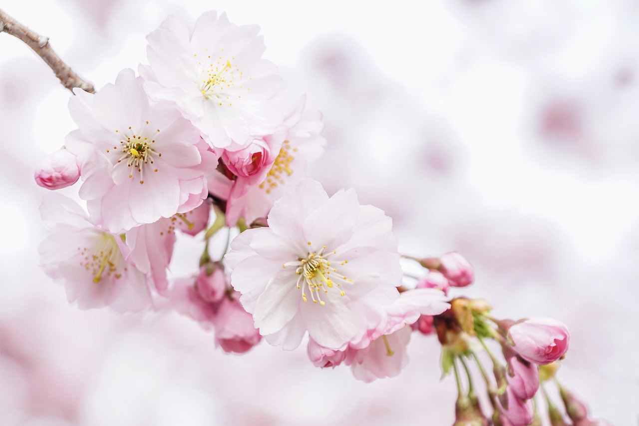 ¿Cómo se cuida un árbol de cerezo?
