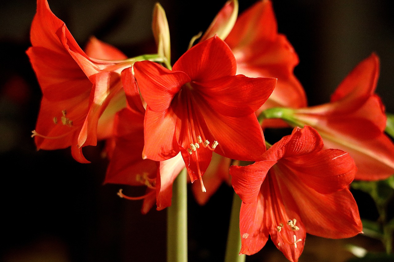 ¿Cómo se mantiene la planta Amaryllis?