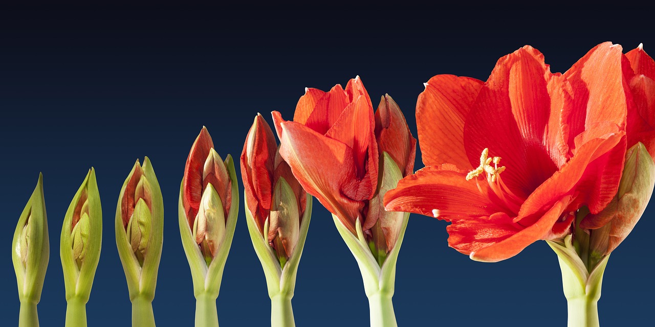 ¿Qué colores de amarilis existen?