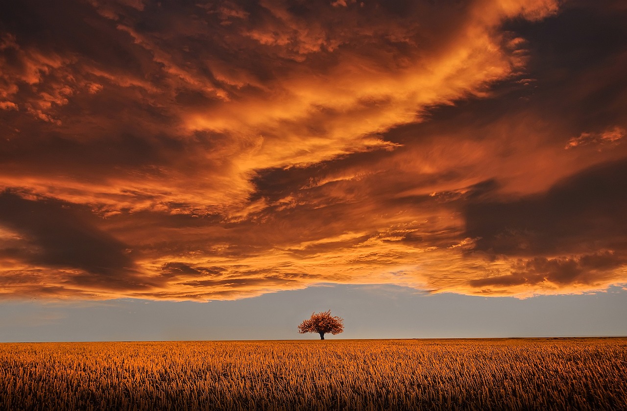 ¿Cómo se llama el árbol de hojas negras?