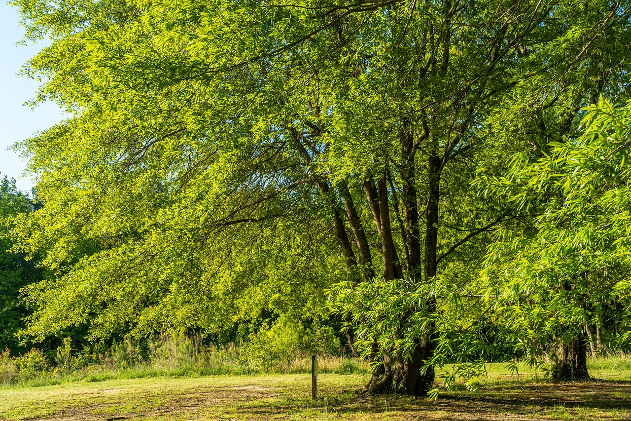 ¿Cuánto tiempo tarda en crecer un árbol de nogal?