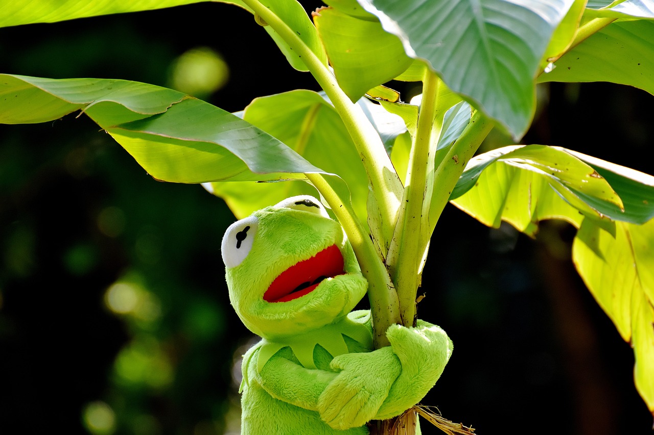 ¿Cómo nace la planta de banana?