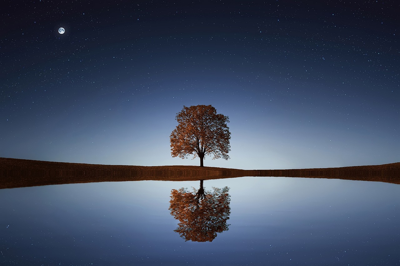 ¿Cómo se llama el árbol con hojas amarillas?