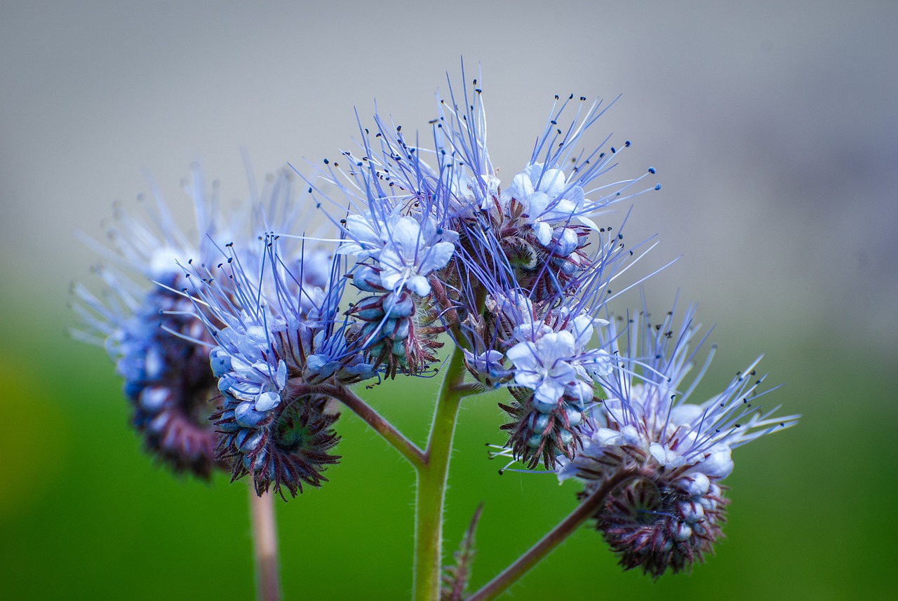 ¿Qué abono natural es bueno para las flores?