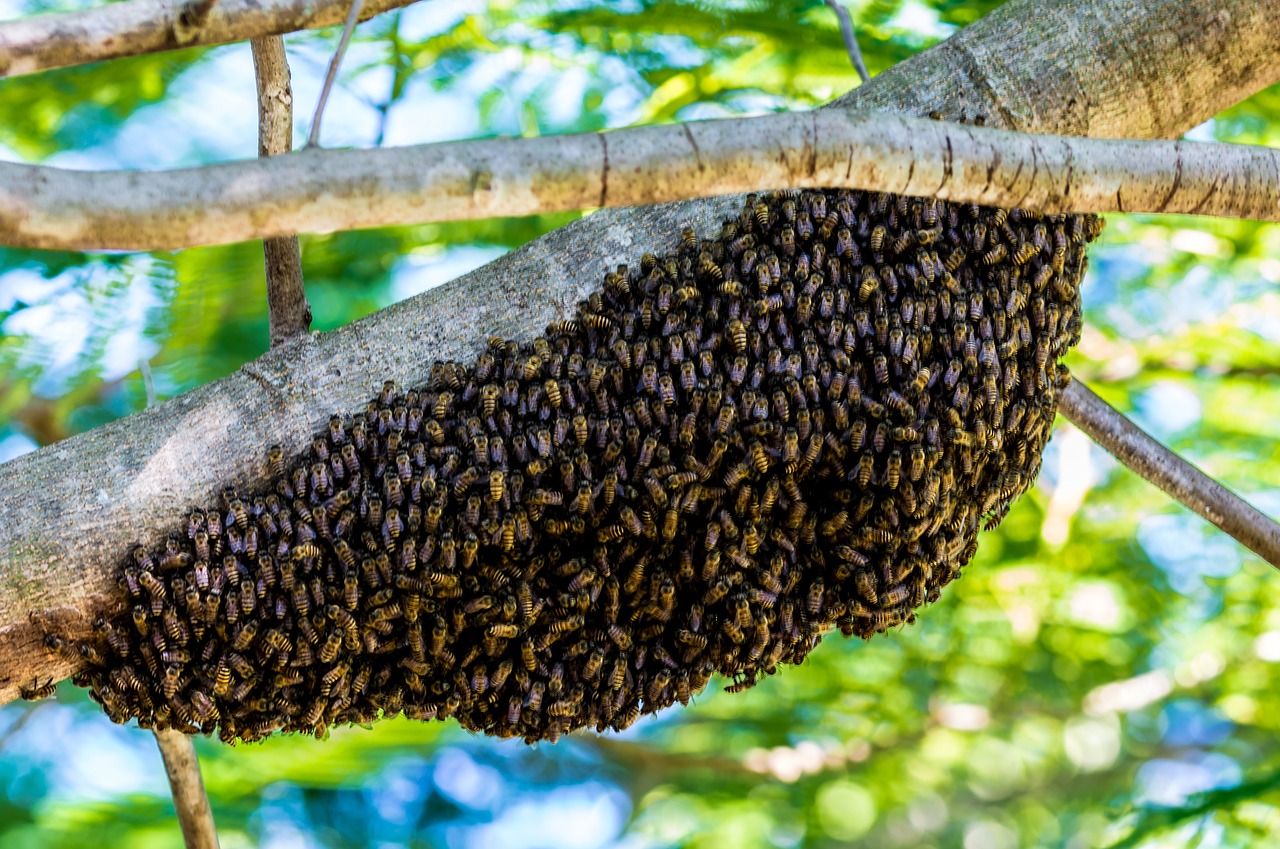 ¿Qué hacer cuando hay un enjambre de abejas?