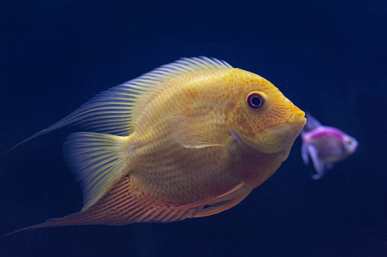 ¿Qué peces se alimentan de algas?