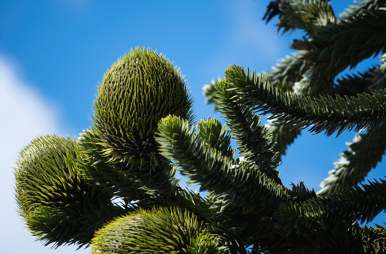 ¿Cómo es la flor de araucaria?