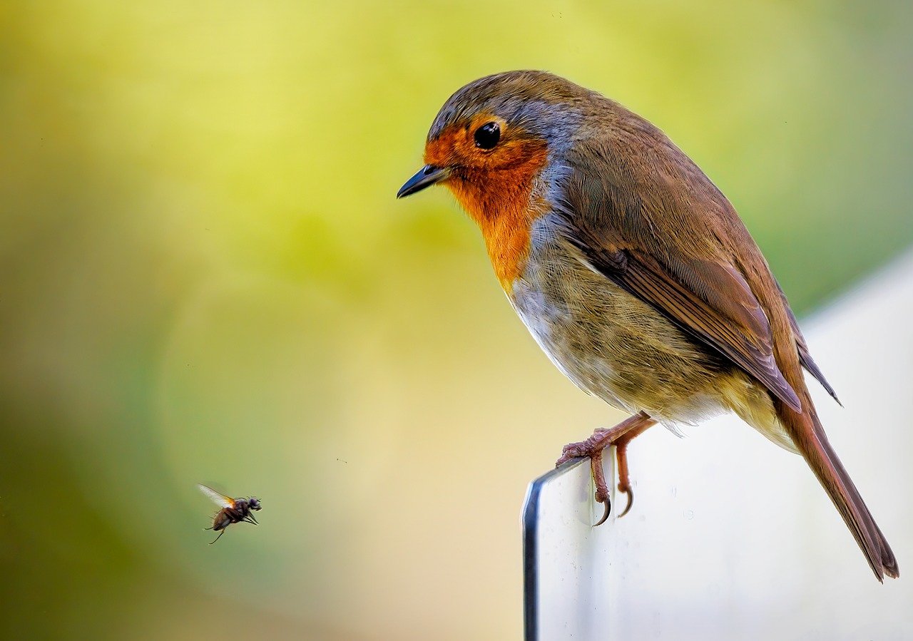 ¿Cómo evitar que las avispas se acerquen a la piscina?