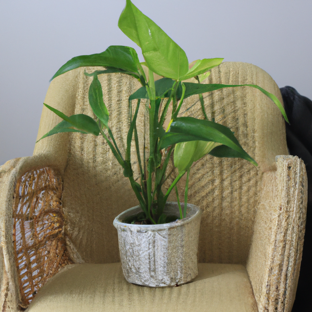 ¿Dónde colocar una Aspidistra?