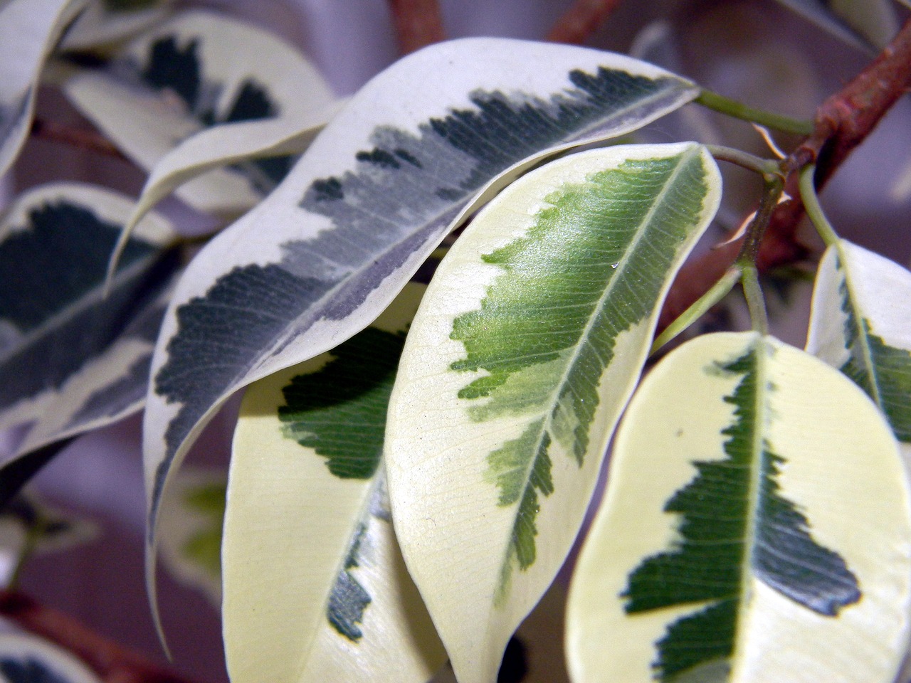 ¿Dónde poner el ficus benjamina?