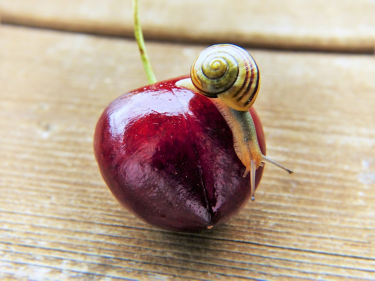 ¿Qué función tienen los caracoles de jardín?