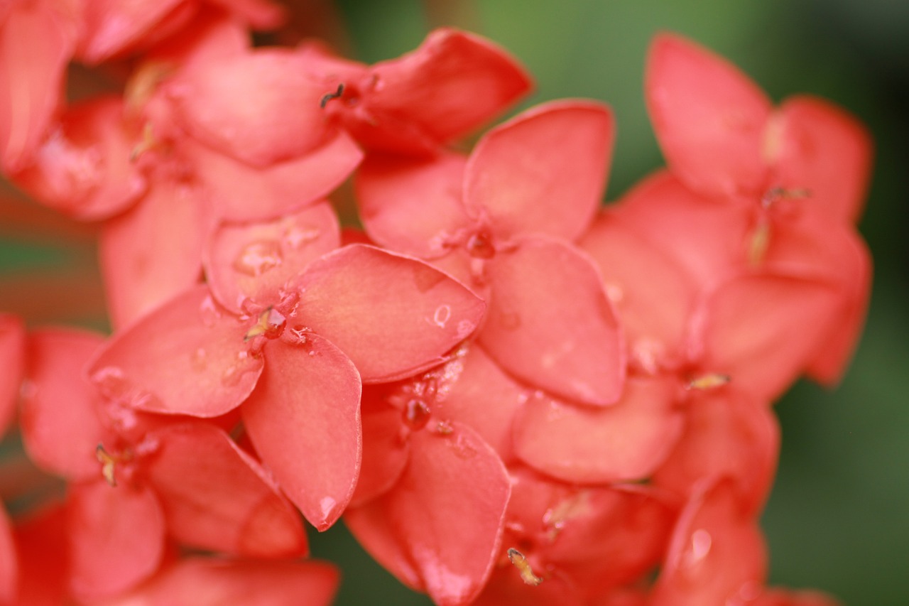 ¿Qué otro nombre tiene la flor cayena?