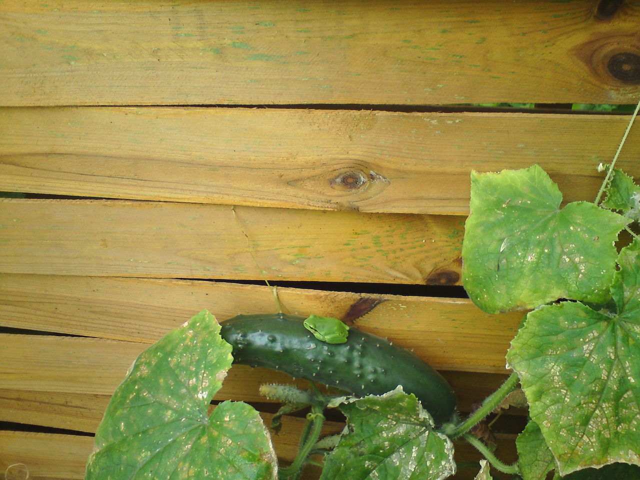 ¿Cómo se llama el árbol de pepino?