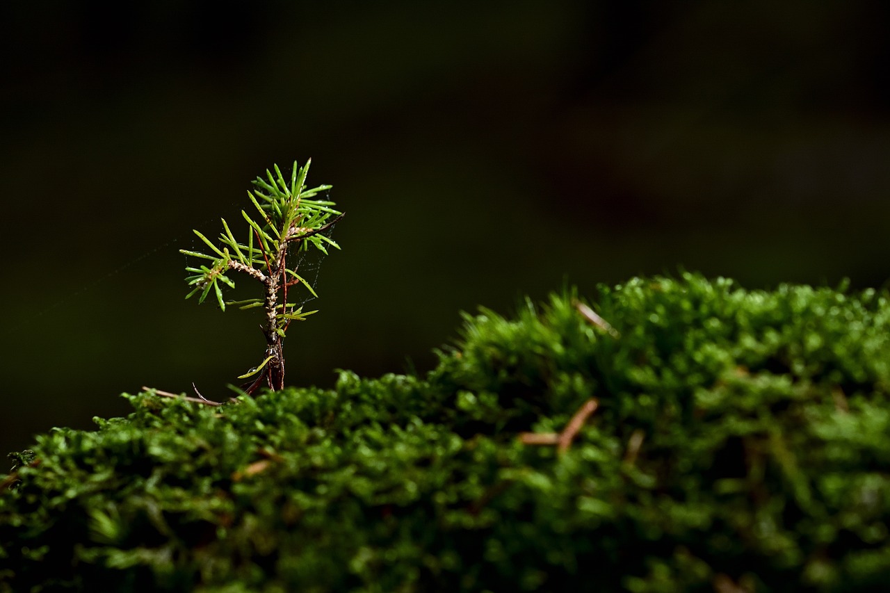 ¿Cuánto tiempo tarda en crecer un árbol de higo?