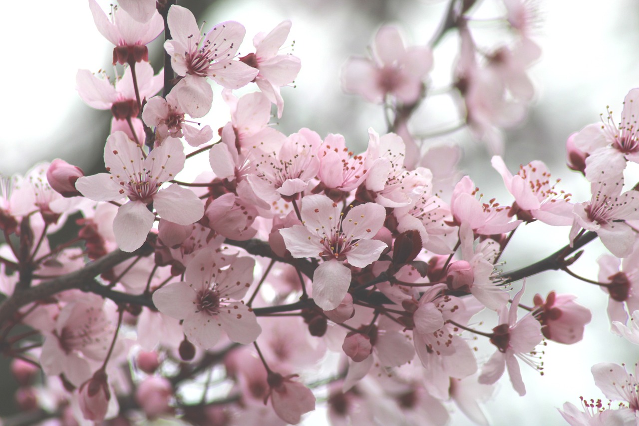¿Dónde poner la flor de Pascua en casa?