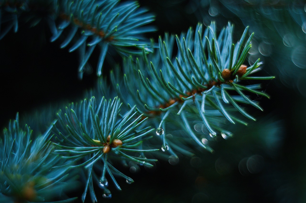 ¿Dónde se debe poner la planta de Navidad?