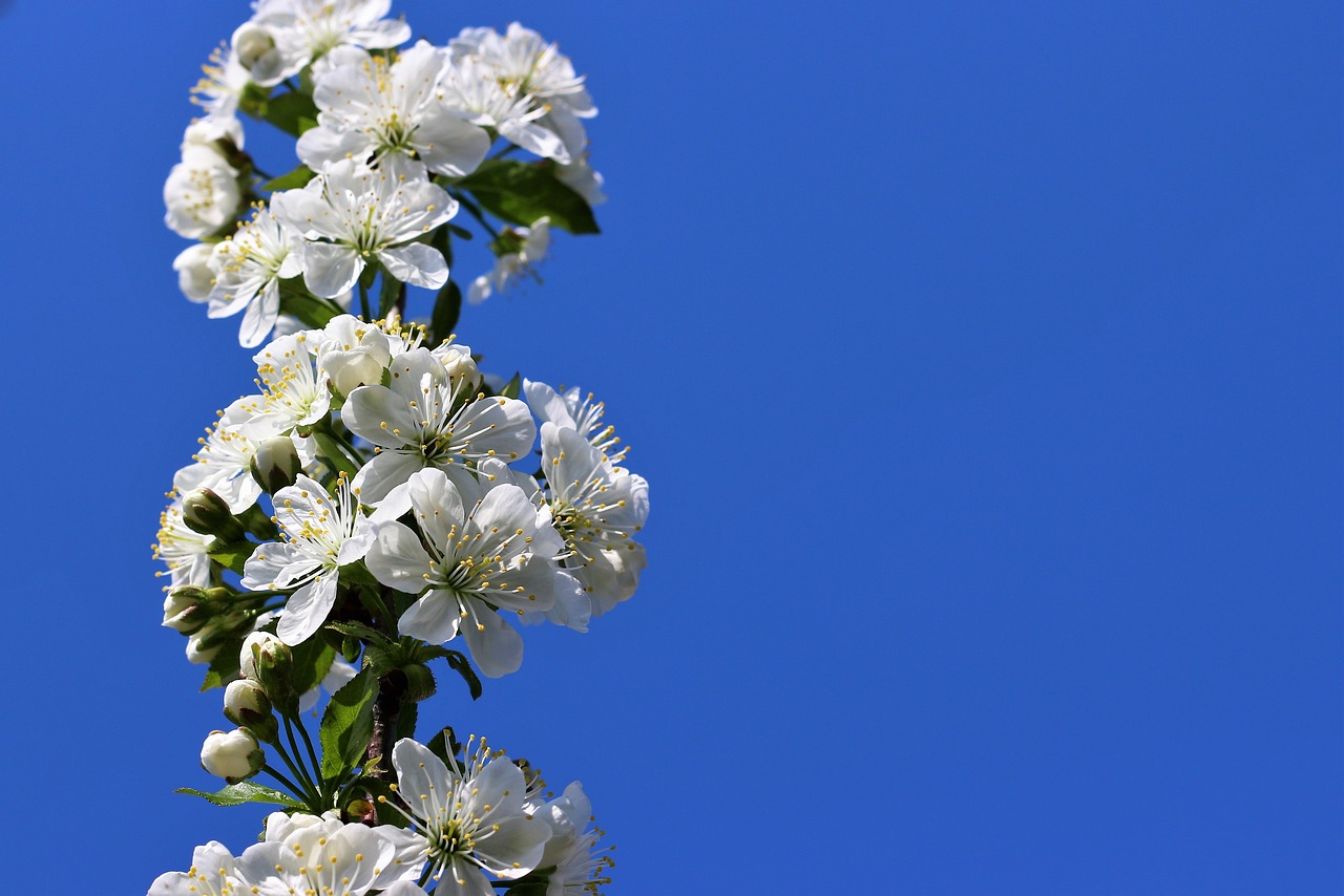 ¿Qué es el árbol de cidra?